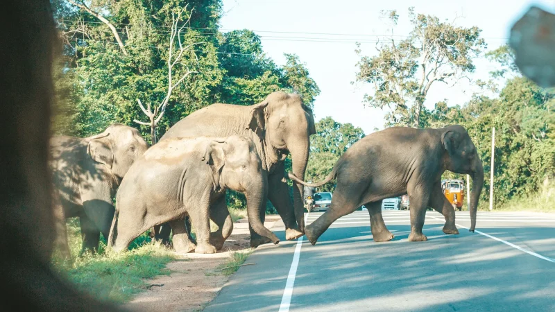 Dambulla, Sri Lanka