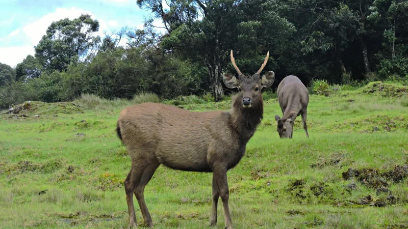 Horton Plains