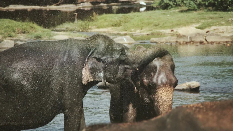 Sri lanka elephants