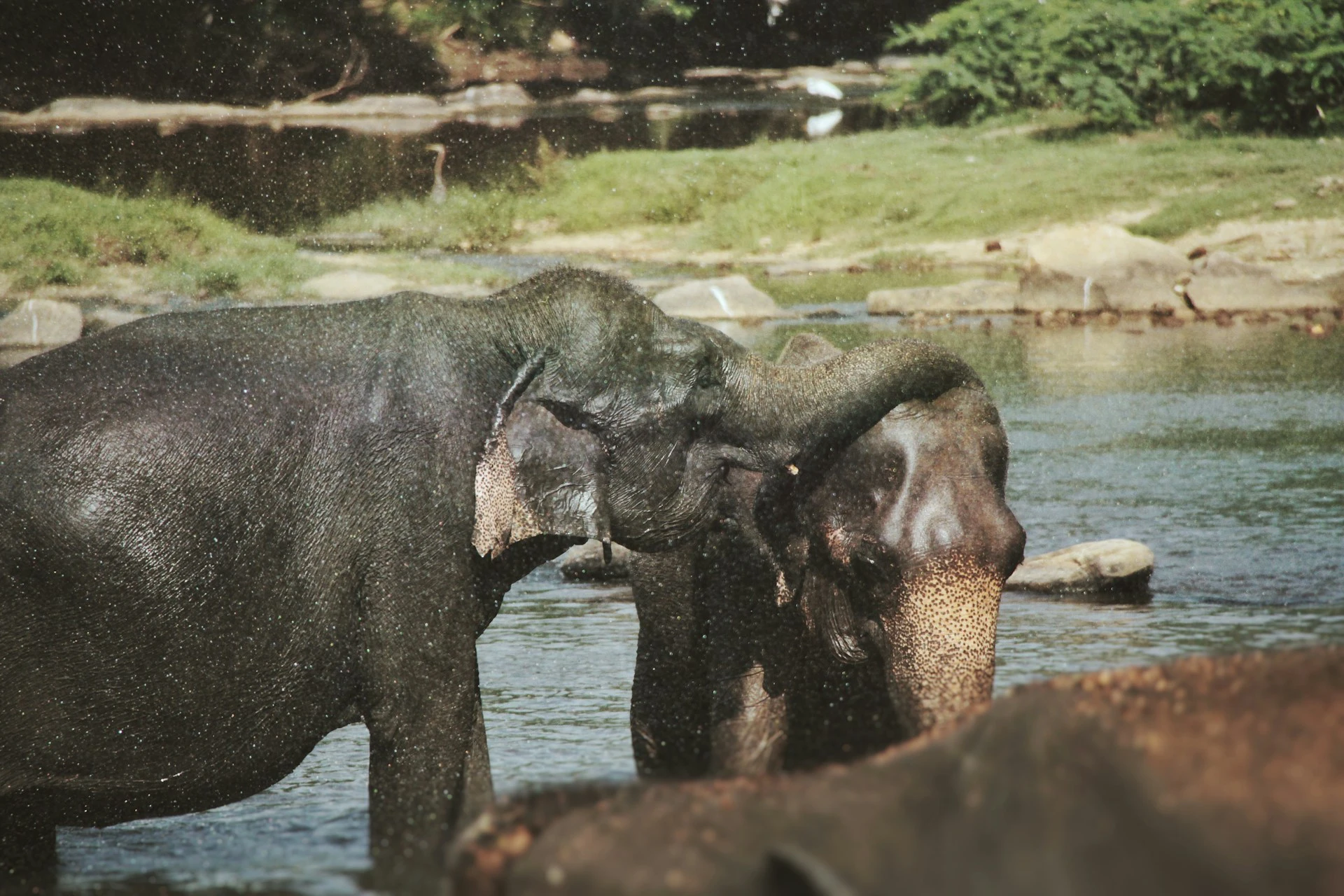 Sri lanka elephants