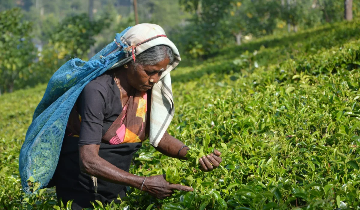Talawakelle, Sri Lanka
